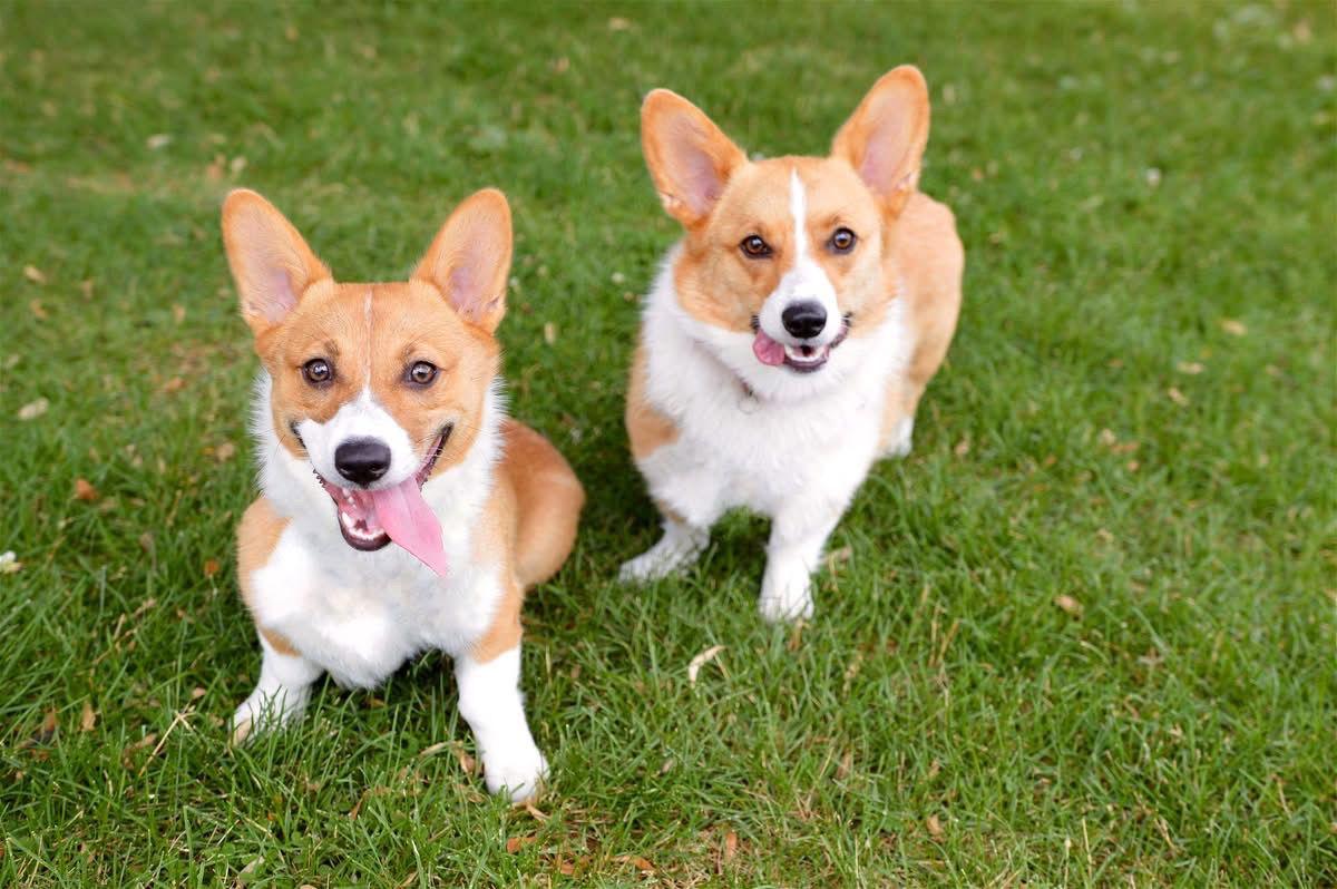 Maple and Minnow, Adoptable, Young Female Corgi.