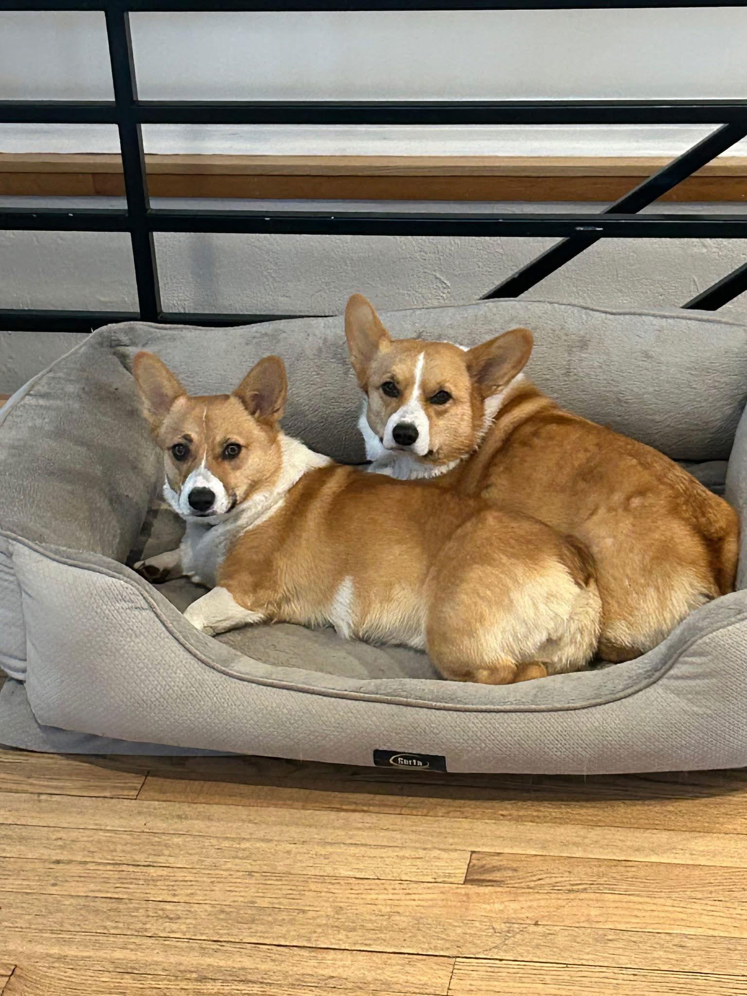 Maple and Minnow, a Adoptable Corgi in Denver, CO image 2/3
