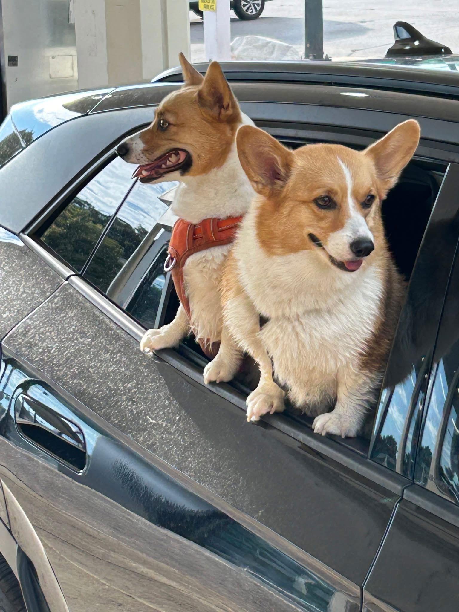 Maple and Minnow, a Adoptable Corgi in Denver, CO image 3/3