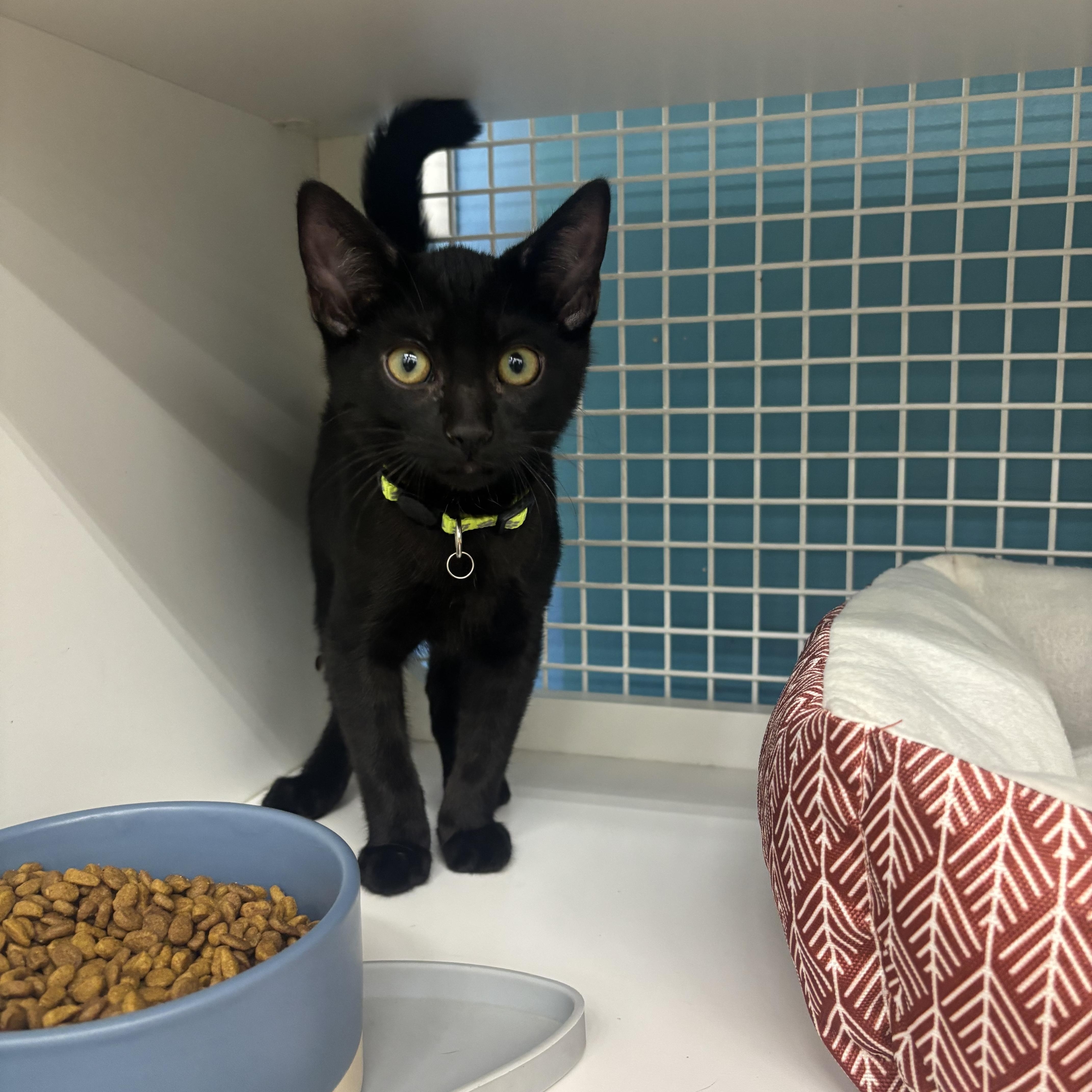Chip, an adopted Domestic Short Hair in Statesboro, GA image 1/2