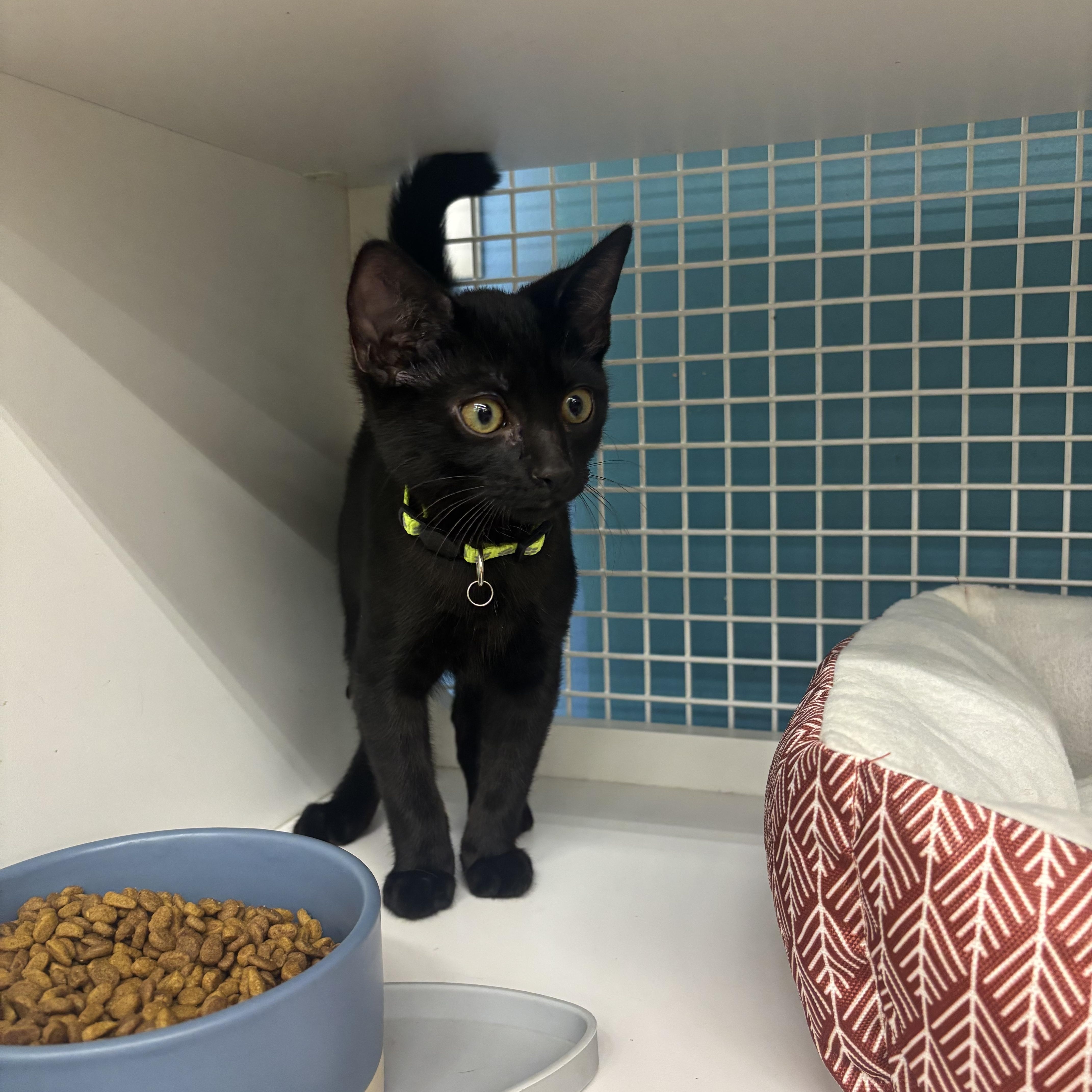 Chip, an adopted Domestic Short Hair in Statesboro, GA image 2/2