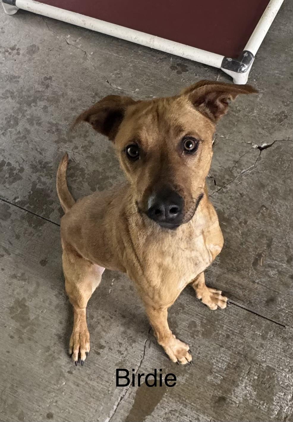 Birdie, ADOPTABLE, Young Female Redbone Coonhound.