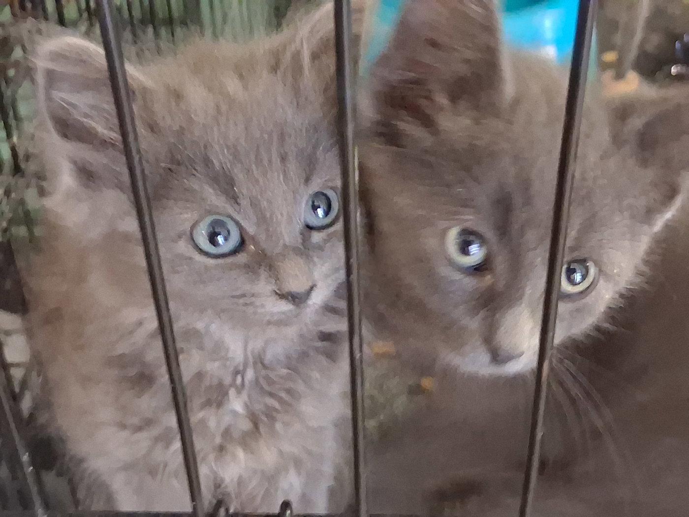 Stormy, Adoptable, Kitten Male Domestic Medium Hair.