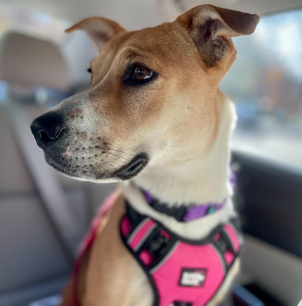 Enlarge Tinsley, a Adoptable mixed breed in Greenbelt, MD image 1/6