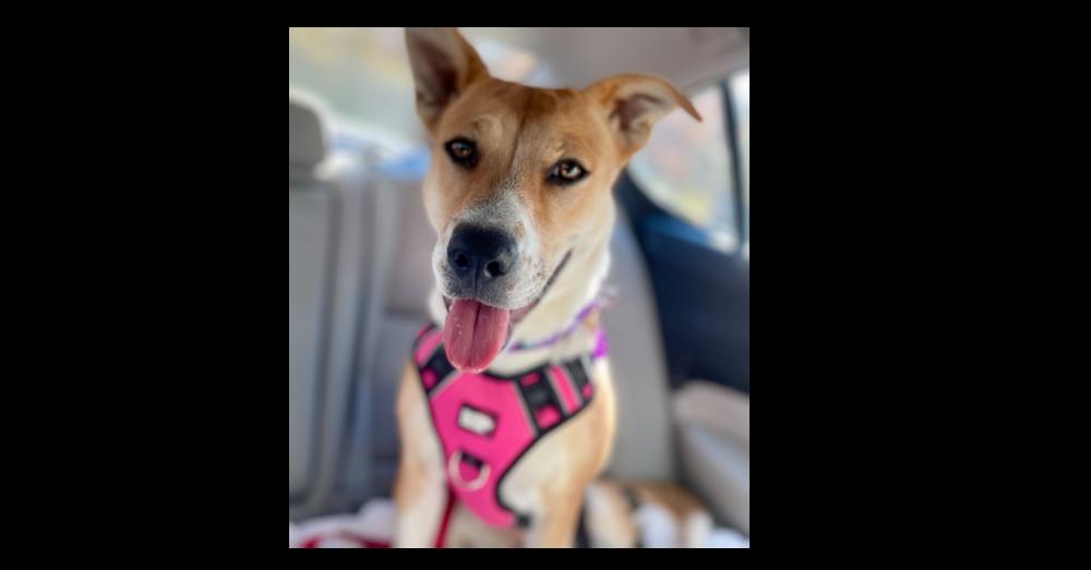 Enlarge Tinsley, a Adoptable mixed breed in Greenbelt, MD image 2/6