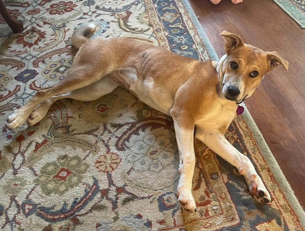 Enlarge Tinsley, a Adoptable mixed breed in Greenbelt, MD image 4/6