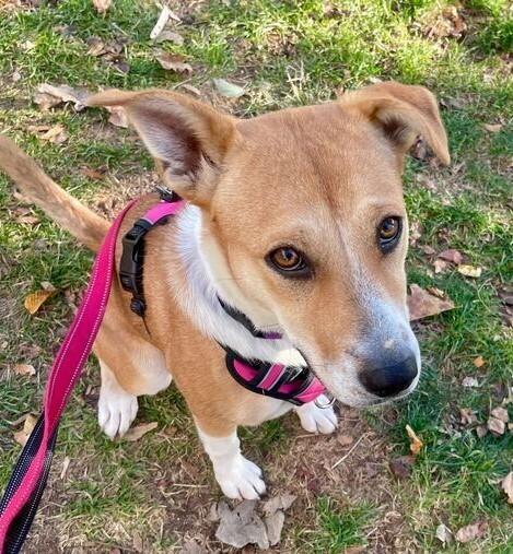Enlarge Tinsley, a Adoptable mixed breed in Greenbelt, MD image 5/6