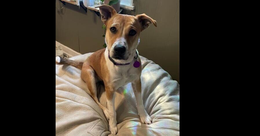 Enlarge Tinsley, a Adoptable mixed breed in Greenbelt, MD image 6/6