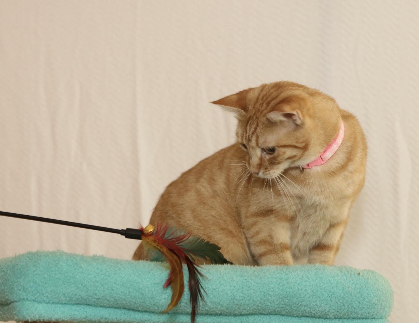 Enlarge Berry, a Adoptable Tabby in Houston, TX image 1/6