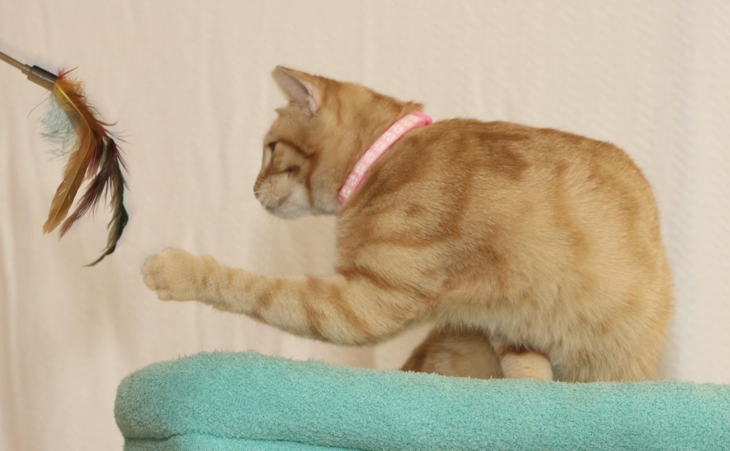 Enlarge Berry, a Adoptable Tabby in Houston, TX image 2/6