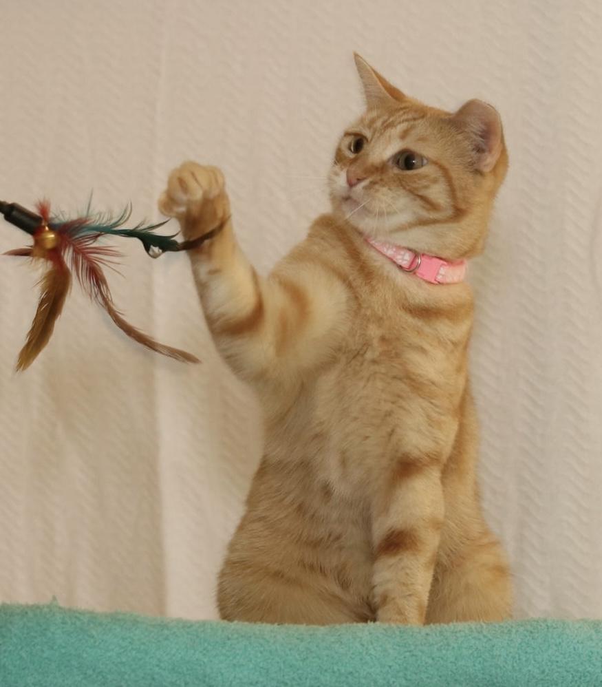 Enlarge Berry, a Adoptable Tabby in Houston, TX image 3/6