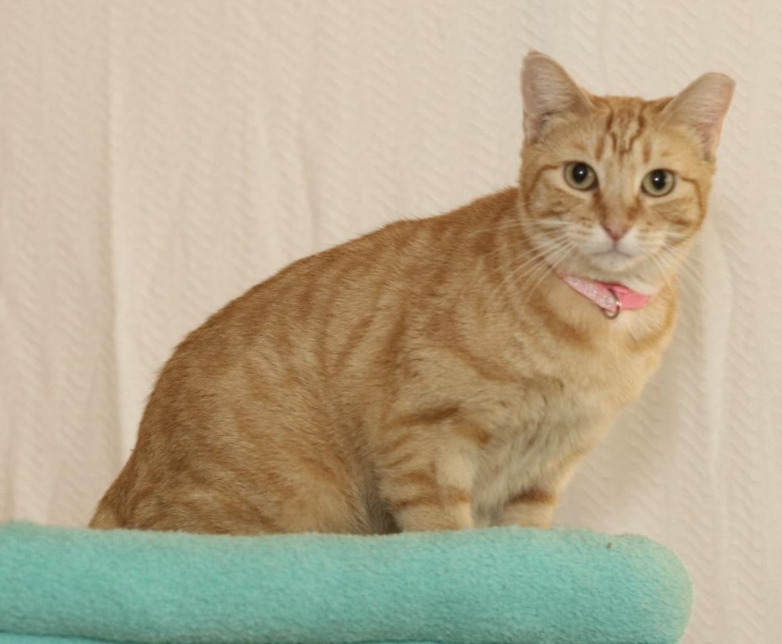 Enlarge Berry, a Adoptable Tabby in Houston, TX image 4/6