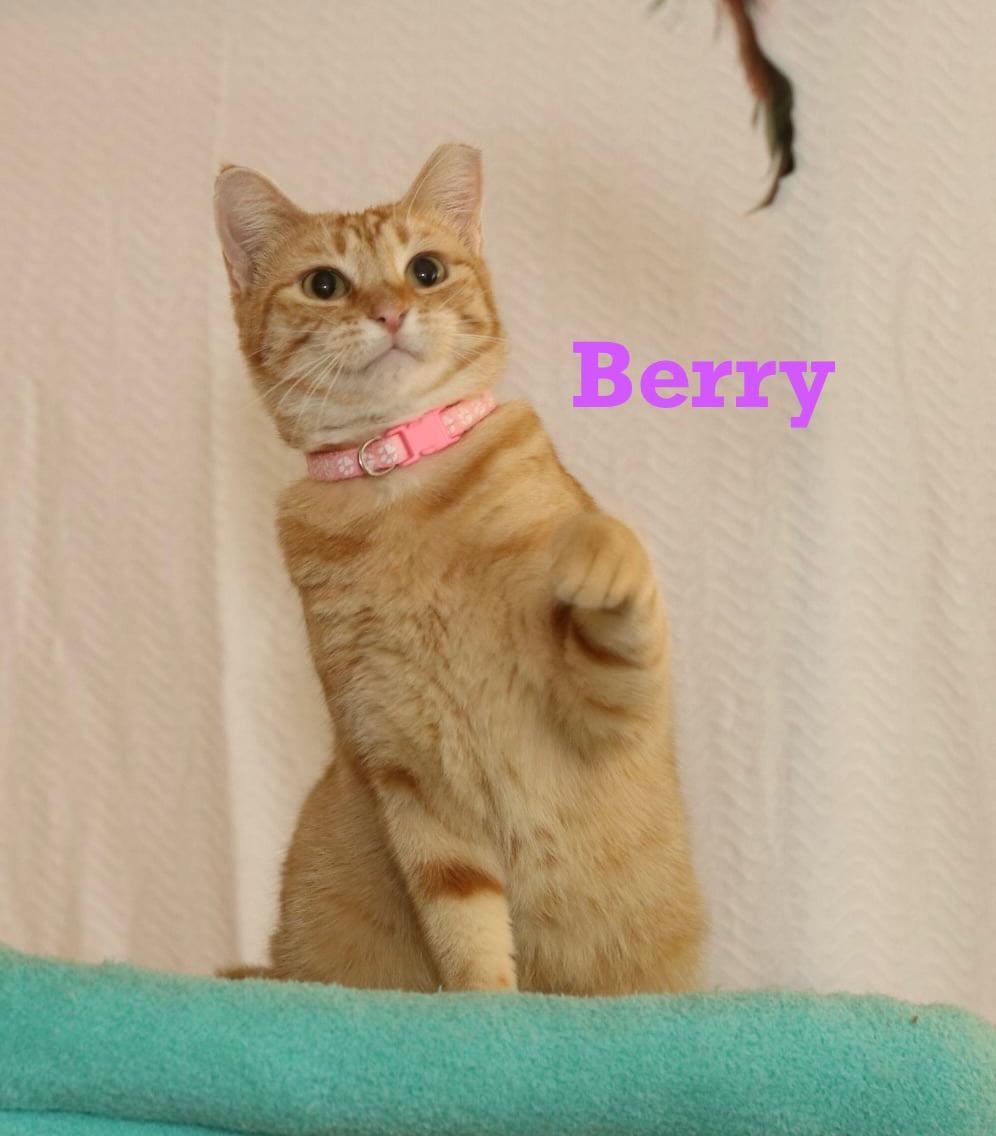 Enlarge Berry, a Adoptable Tabby in Houston, TX image 5/6