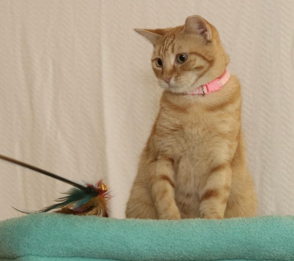 Enlarge Berry, a Adoptable Tabby in Houston, TX image 6/6