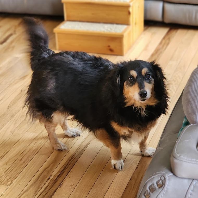 Bubbles, Adoptable, Senior Female Dachshund & Mixed Breed.
