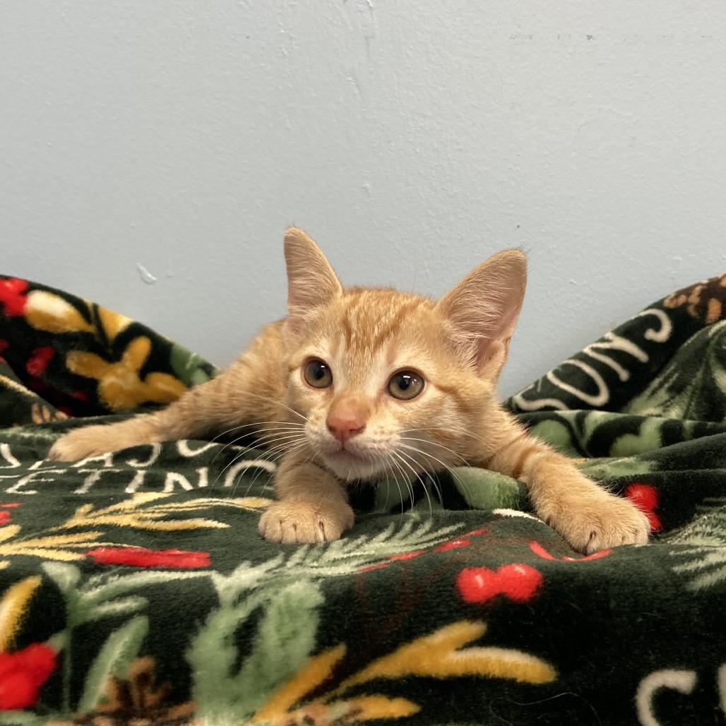 Cindy Lou, Adoptable, Kitten Female Domestic Short Hair.