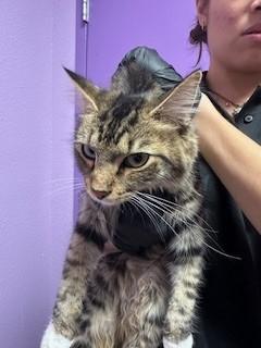 59322097, Adoptable, Adult Female Domestic Long Hair.