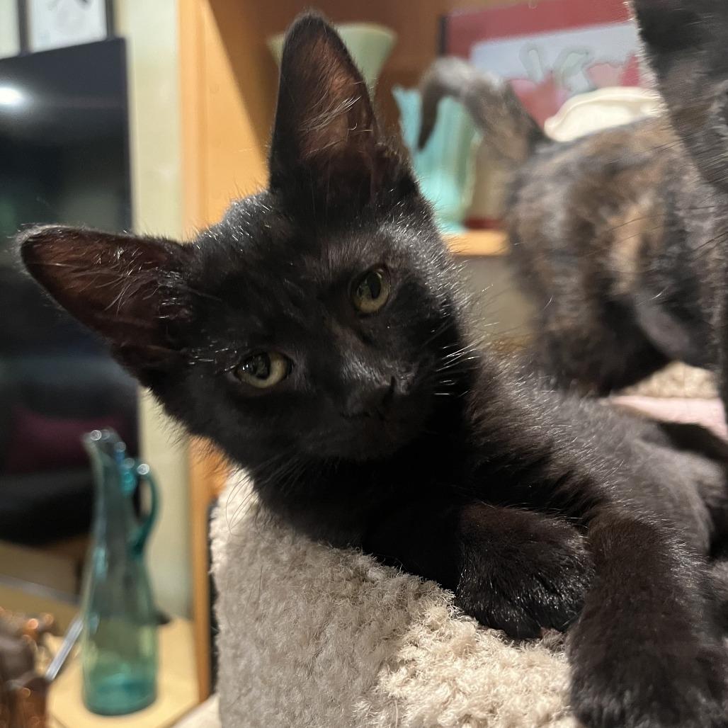 Enlarge Shadow, a Adoptable Domestic Short Hair in Santa Rosa, CA image 2/4