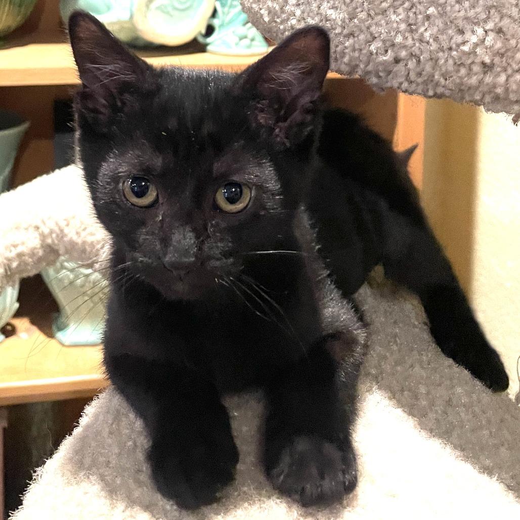 Enlarge Shadow, a Adoptable Domestic Short Hair in Santa Rosa, CA image 3/4