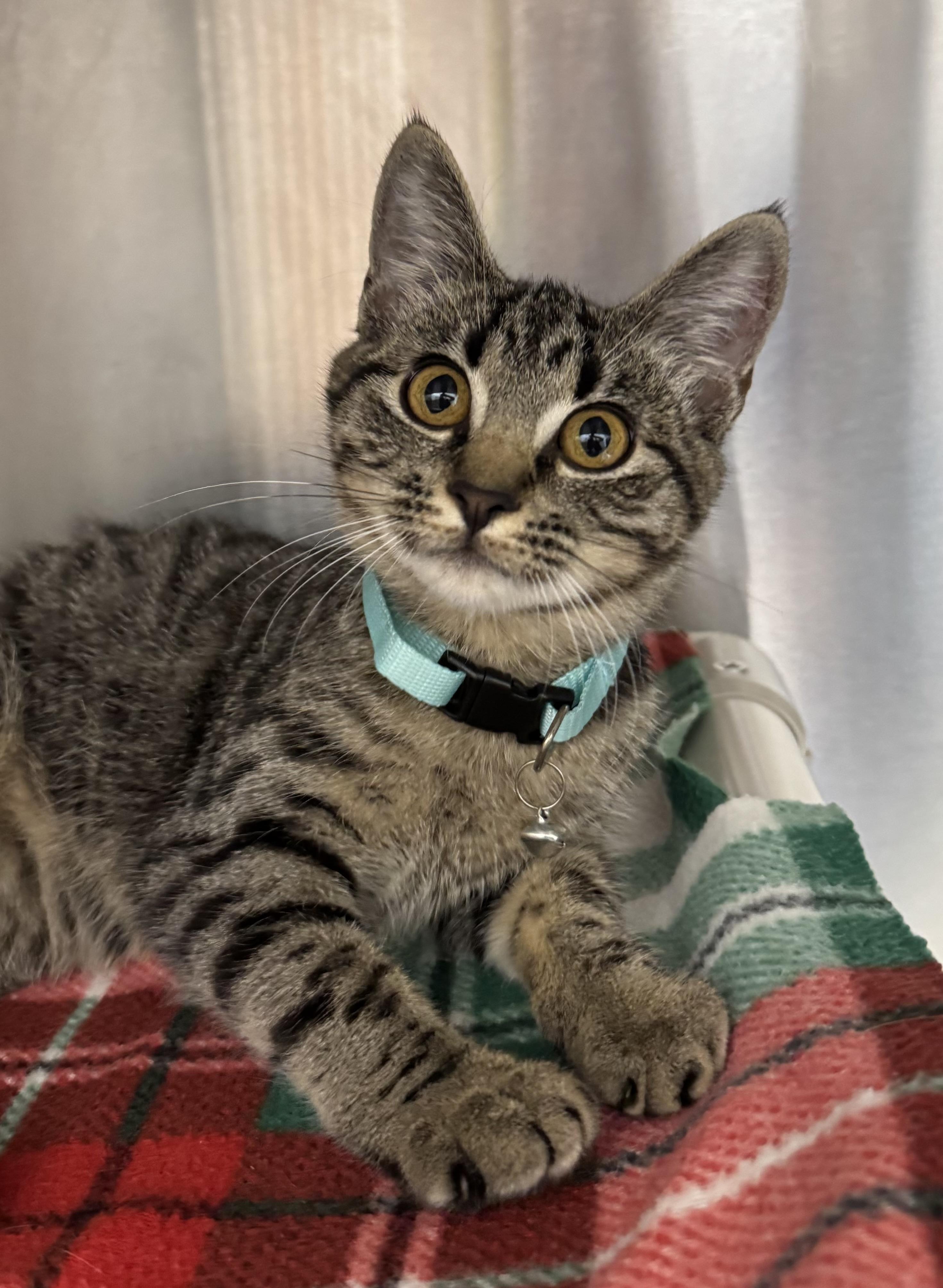 Enlarge Laney, a Adoptable Domestic Short Hair in Neosho, MO image 1/1