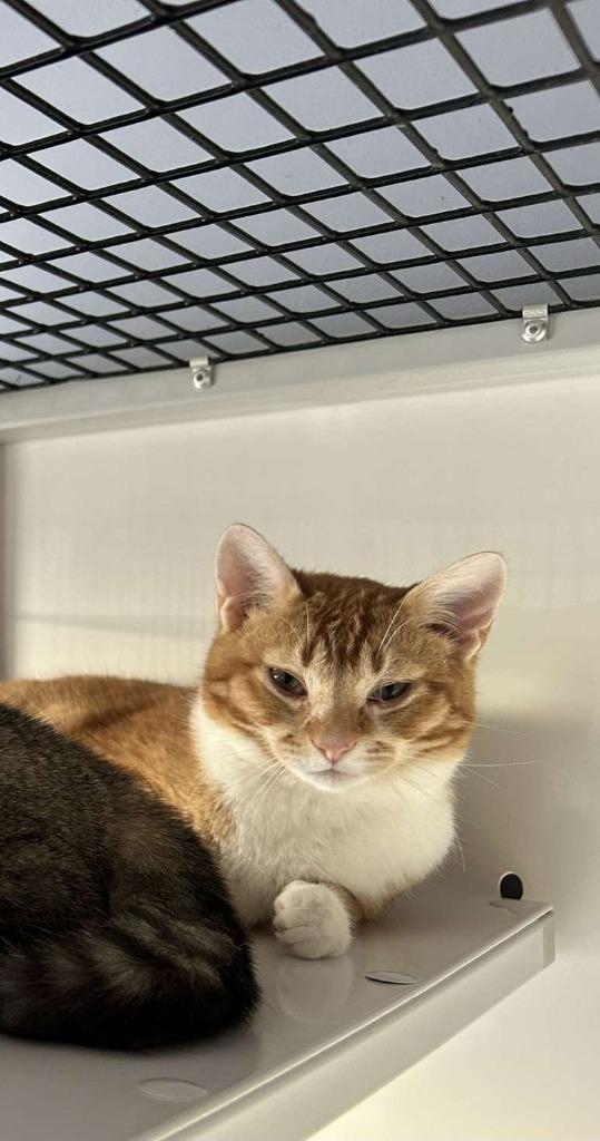 Barnabus, Adoptable, Adult Male Domestic Short Hair.