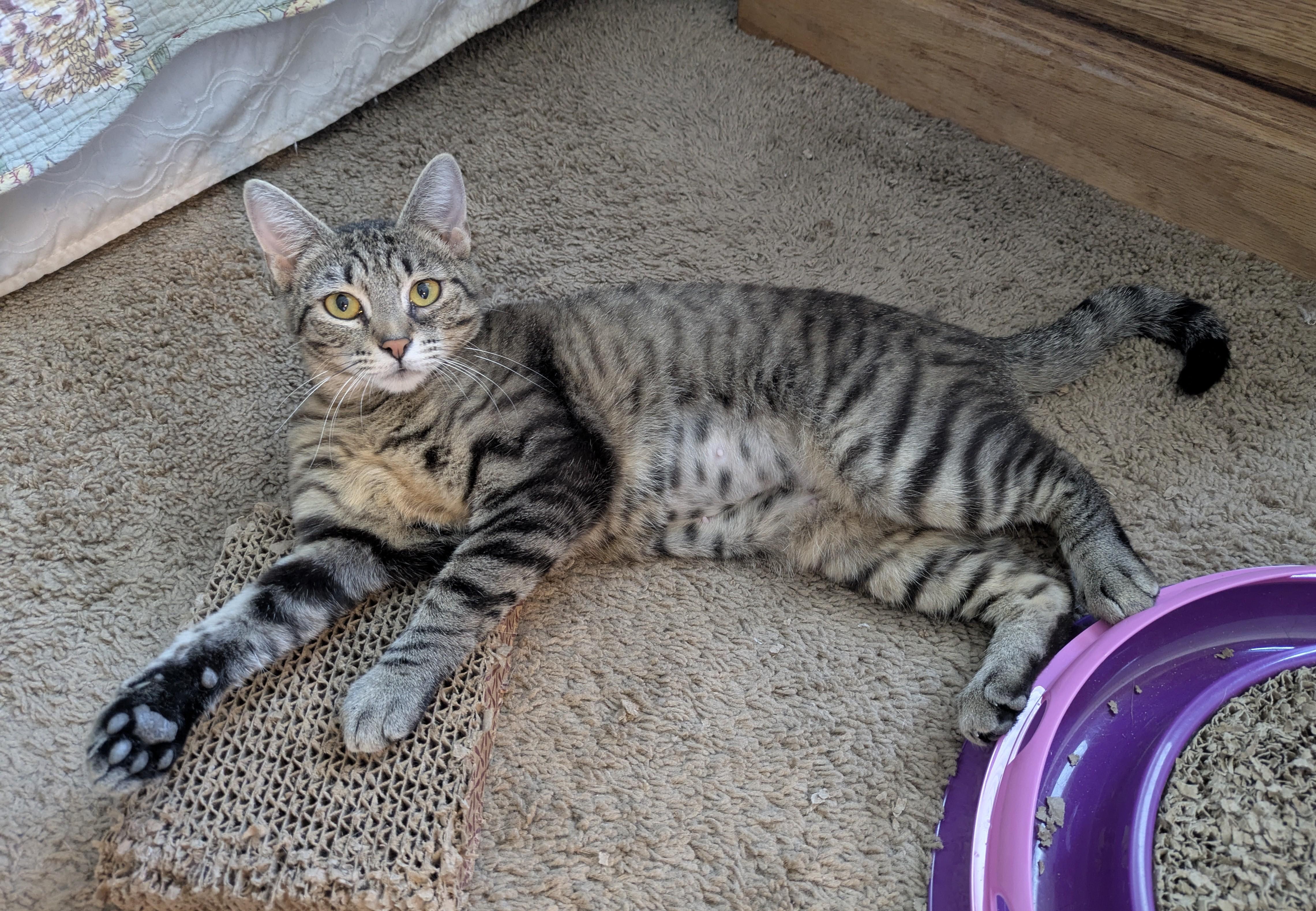 LADY ROSE, a Adoptable Tabby in Lebanon, TN image 1/2