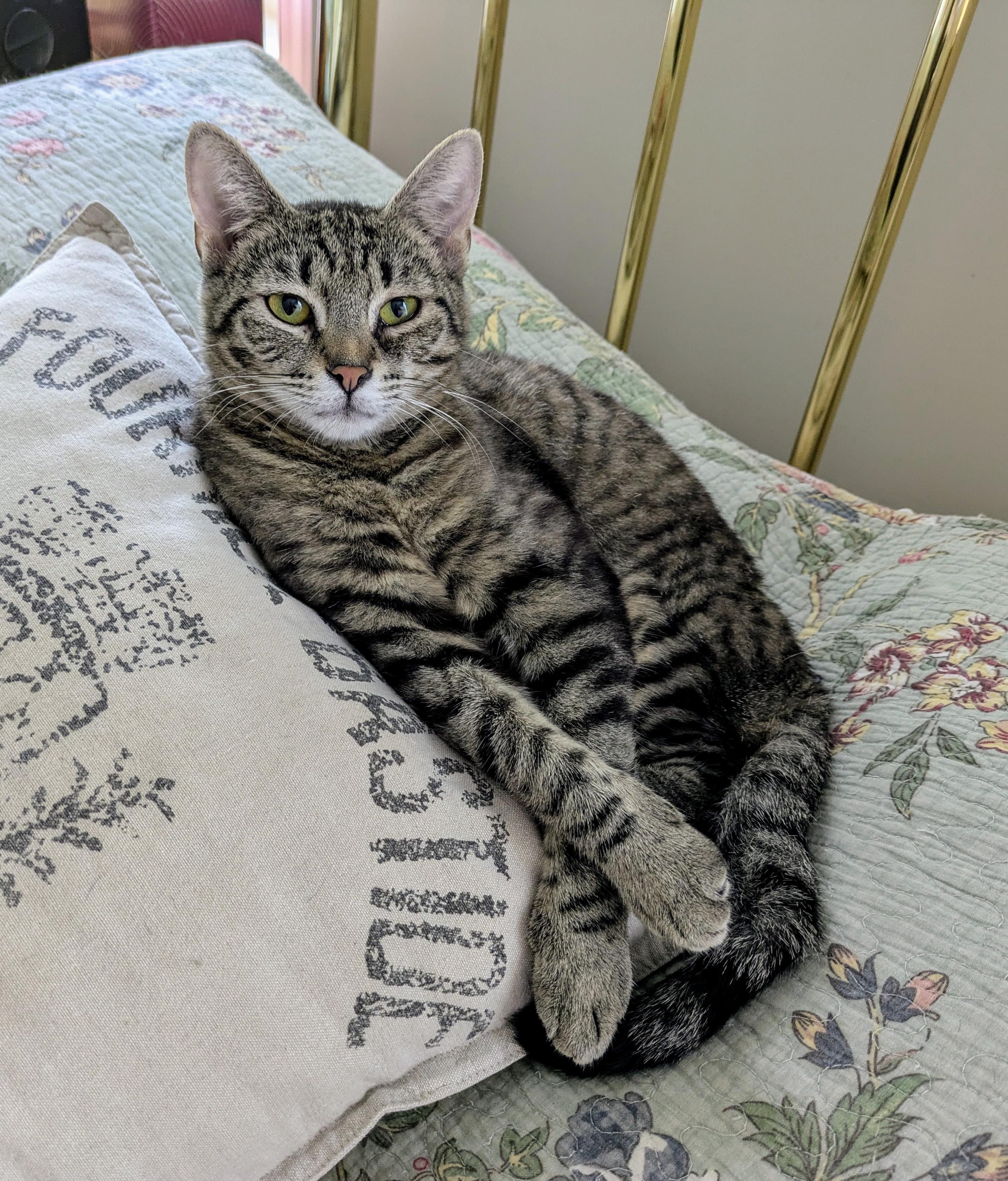 LADY ROSE, Adoptable, Adult Female Tabby.