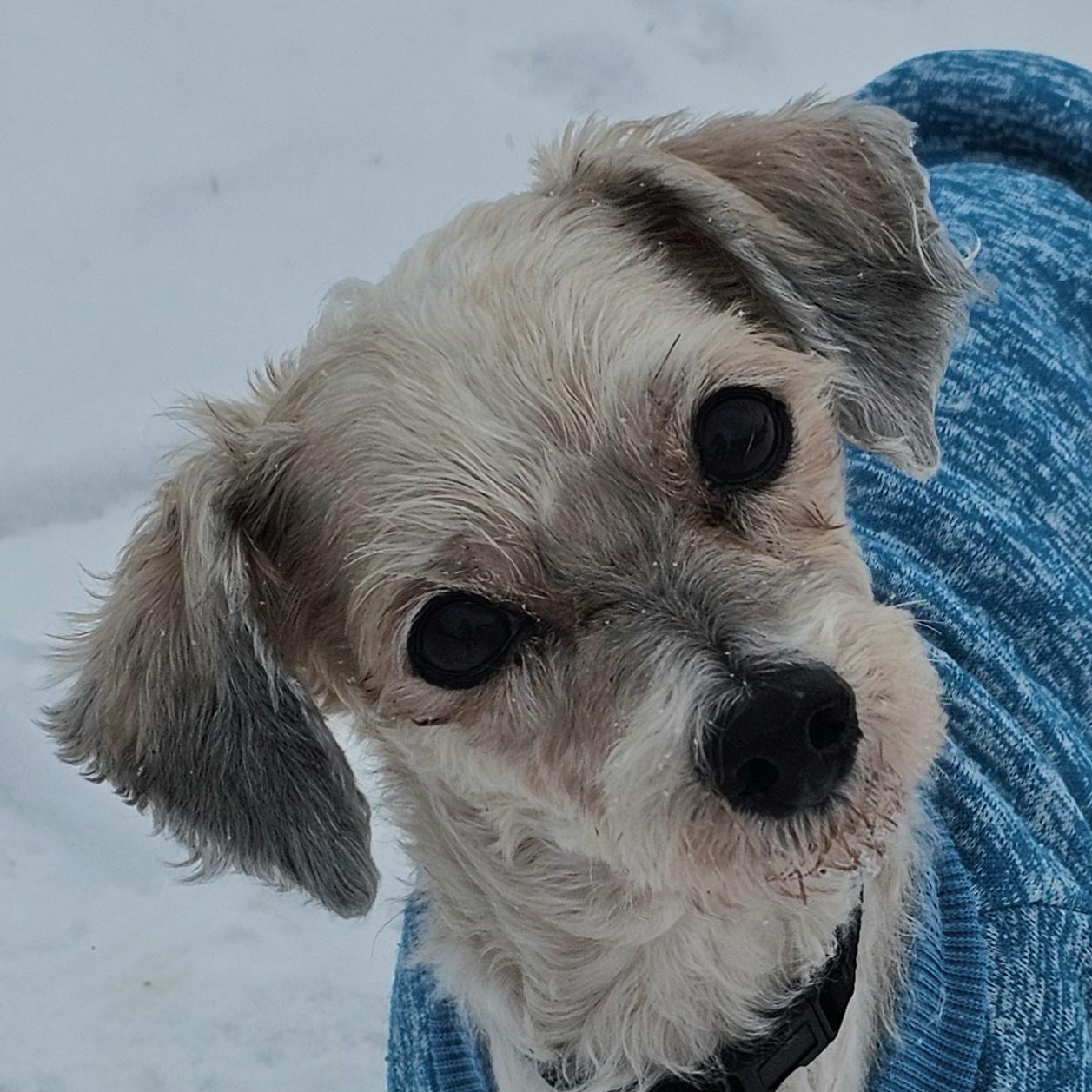 Enlarge BUBBA, an adopted mixed breed in Fenton, MI image 1/2
