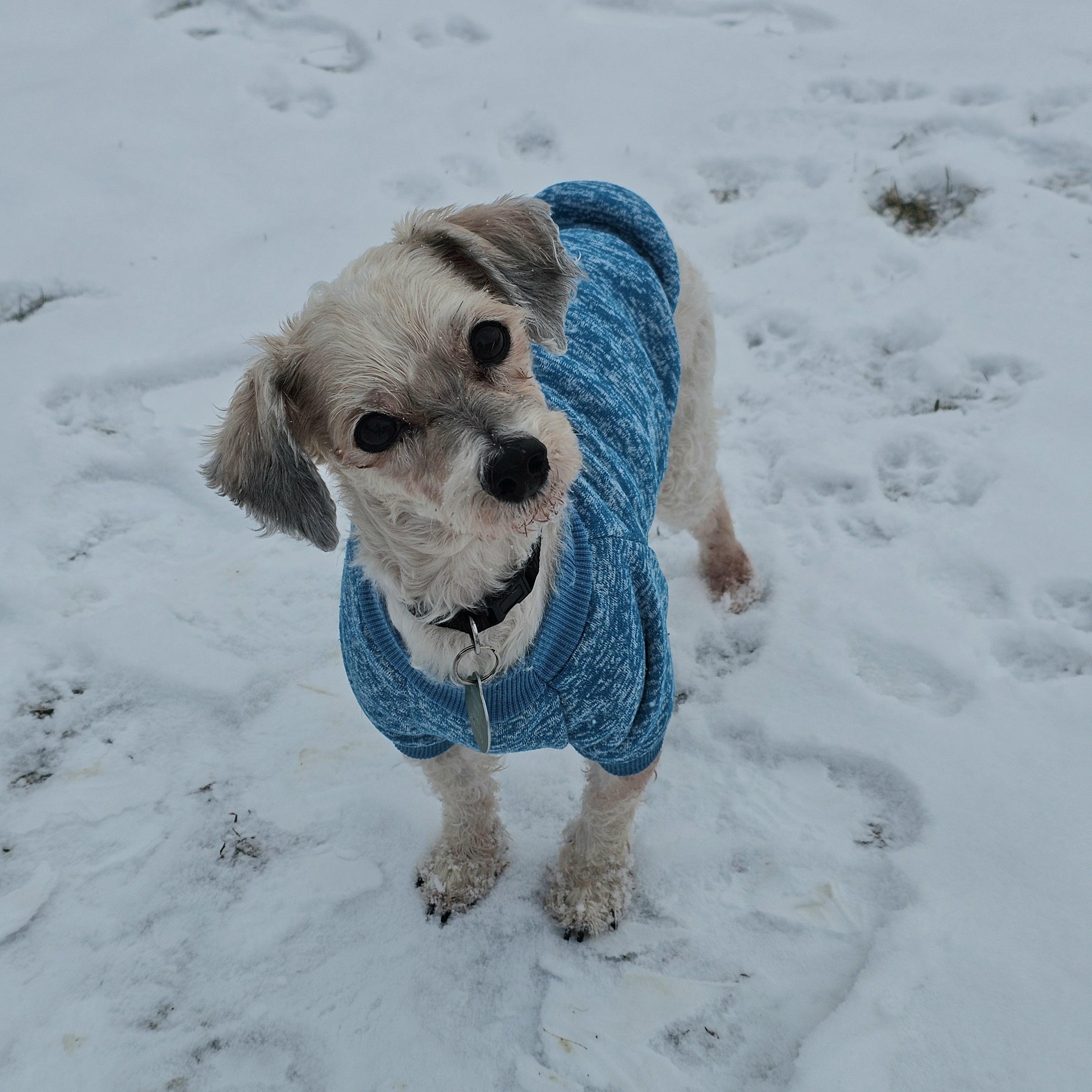 Enlarge BUBBA, an adopted mixed breed in Fenton, MI image 2/2