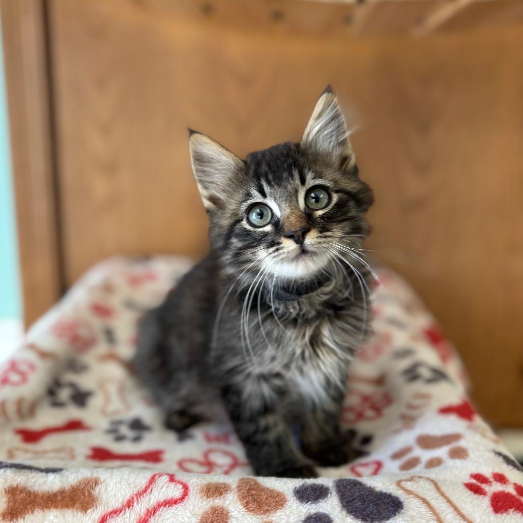 Girard--In Foster, Adoptable, Kitten Male Domestic Medium Hair.