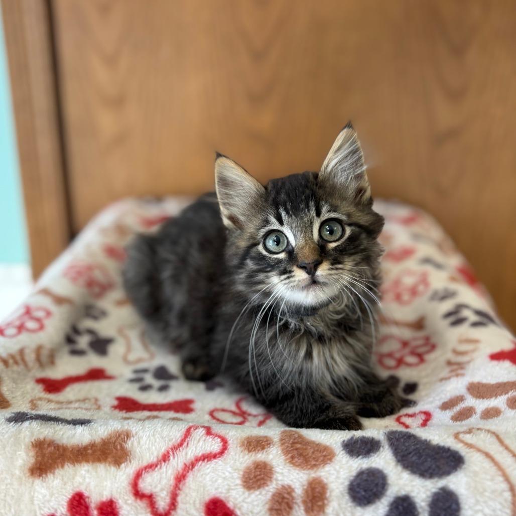 Enlarge Girard--In Foster, a Adoptable Domestic Medium Hair in Fargo, ND image 2/2