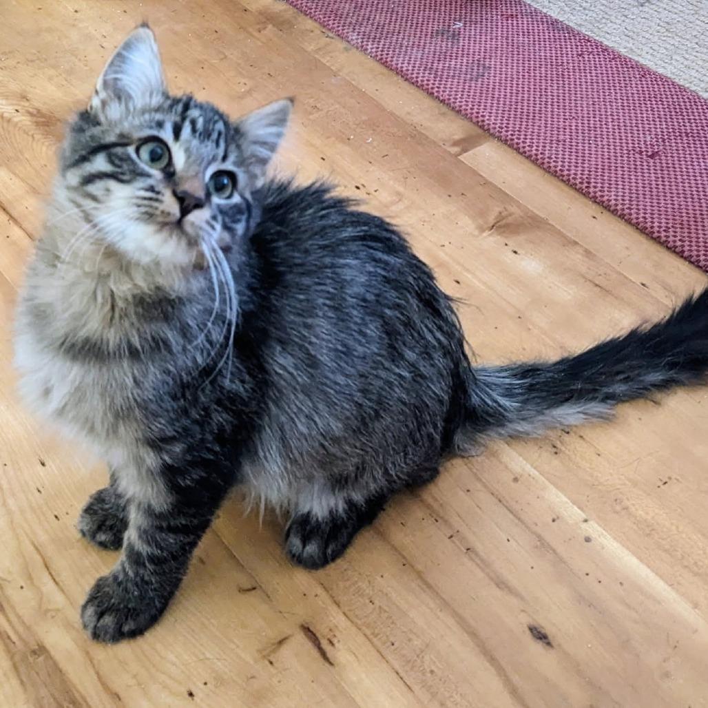 Enlarge Girard--In Foster, a Adoptable Domestic Medium Hair in Fargo, ND image 4/4