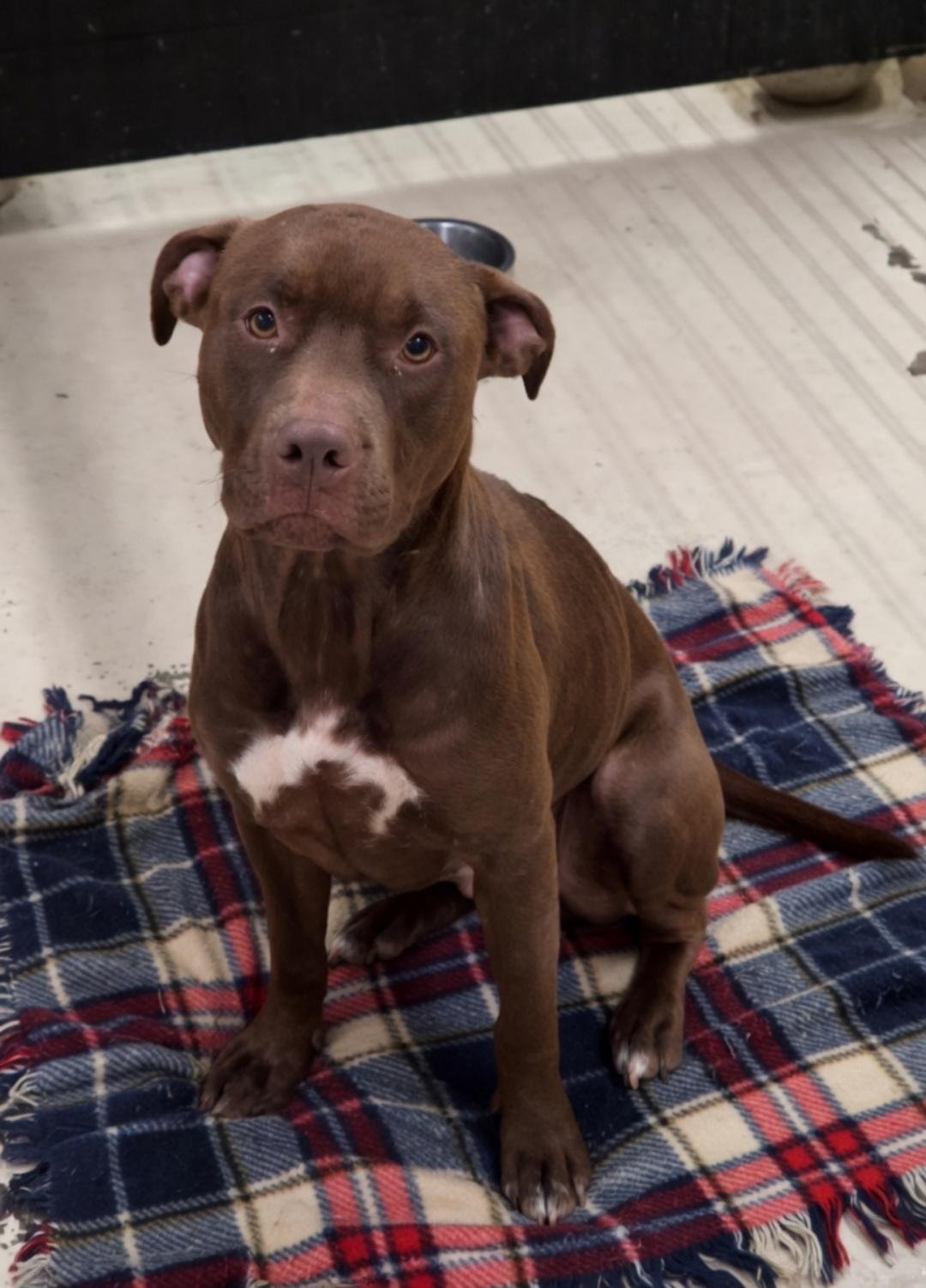 Nessa, Adoptable, Adult Female Pit Bull Terrier.