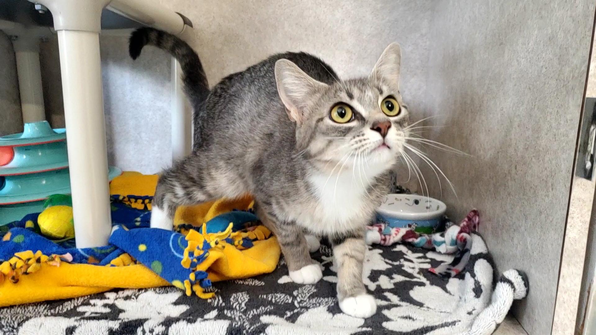 Ellie, a ADOPTABLE Domestic Short Hair in Hutchinson, MN image 4/6