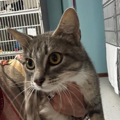 Ellie, a ADOPTABLE Domestic Short Hair in Hutchinson, MN image 6/6