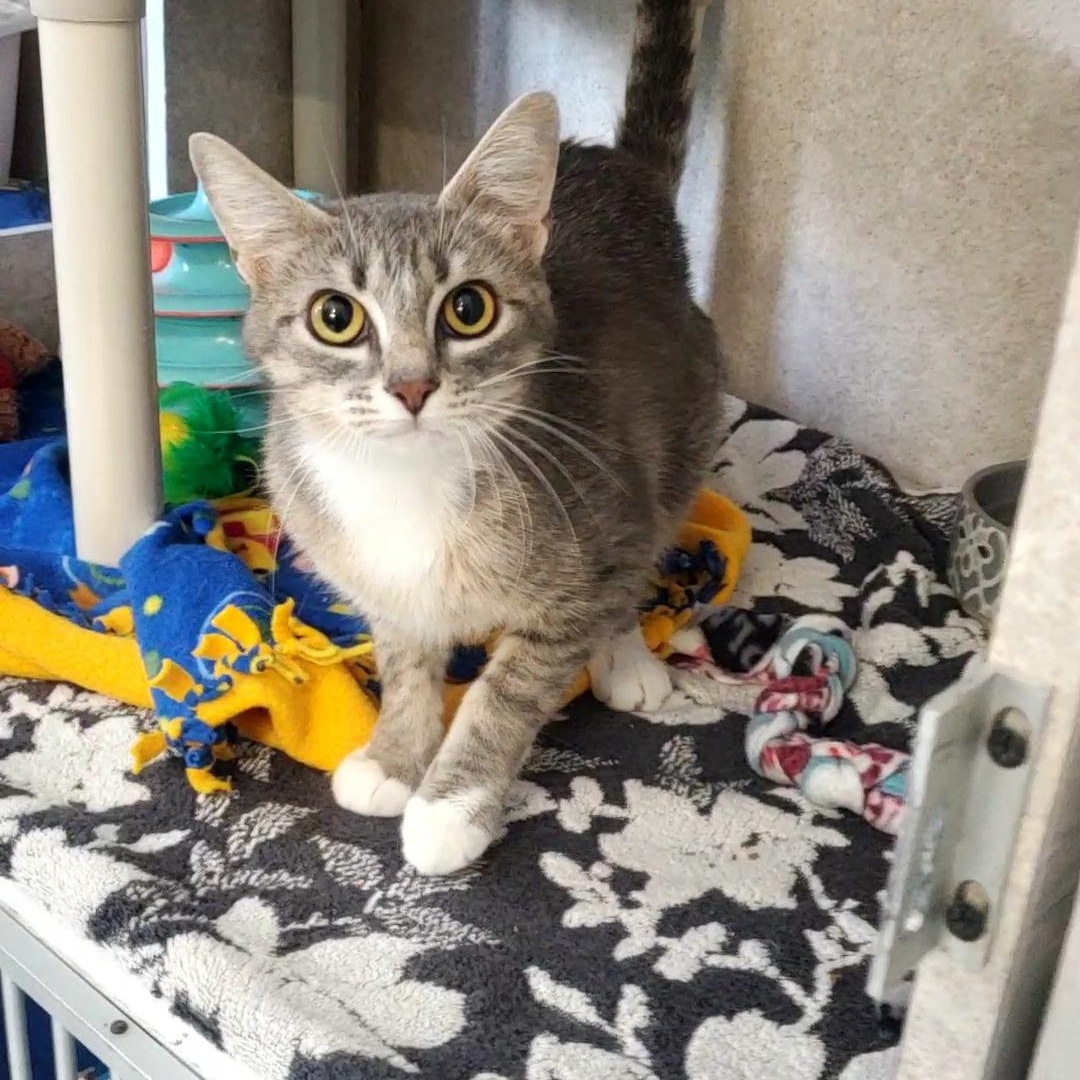 Ellie, ADOPTABLE, Adult Female Domestic Short Hair.