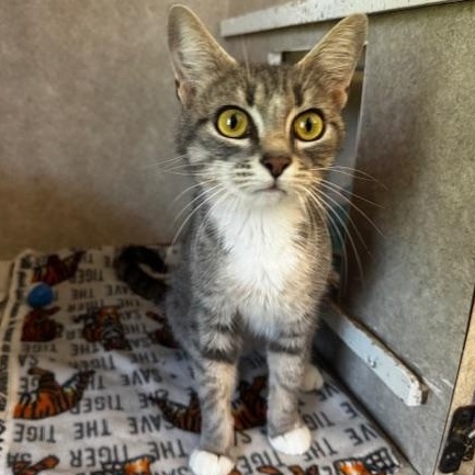 Ellie, a ADOPTABLE Domestic Short Hair in Hutchinson, MN image 5/6