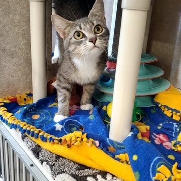 Ellie, a ADOPTABLE Domestic Short Hair in Hutchinson, MN image 2/6