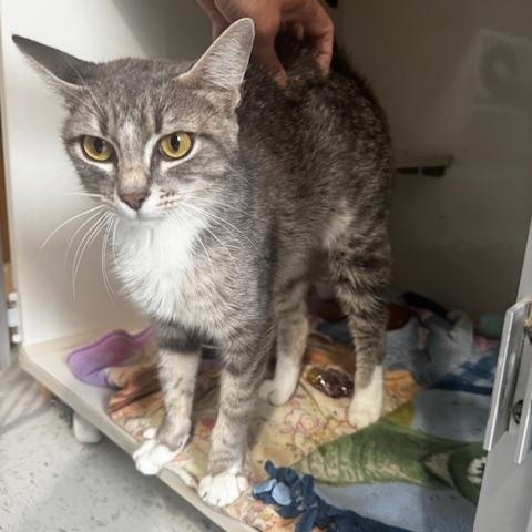 Ellie, a ADOPTABLE Domestic Short Hair in Hutchinson, MN image 3/6