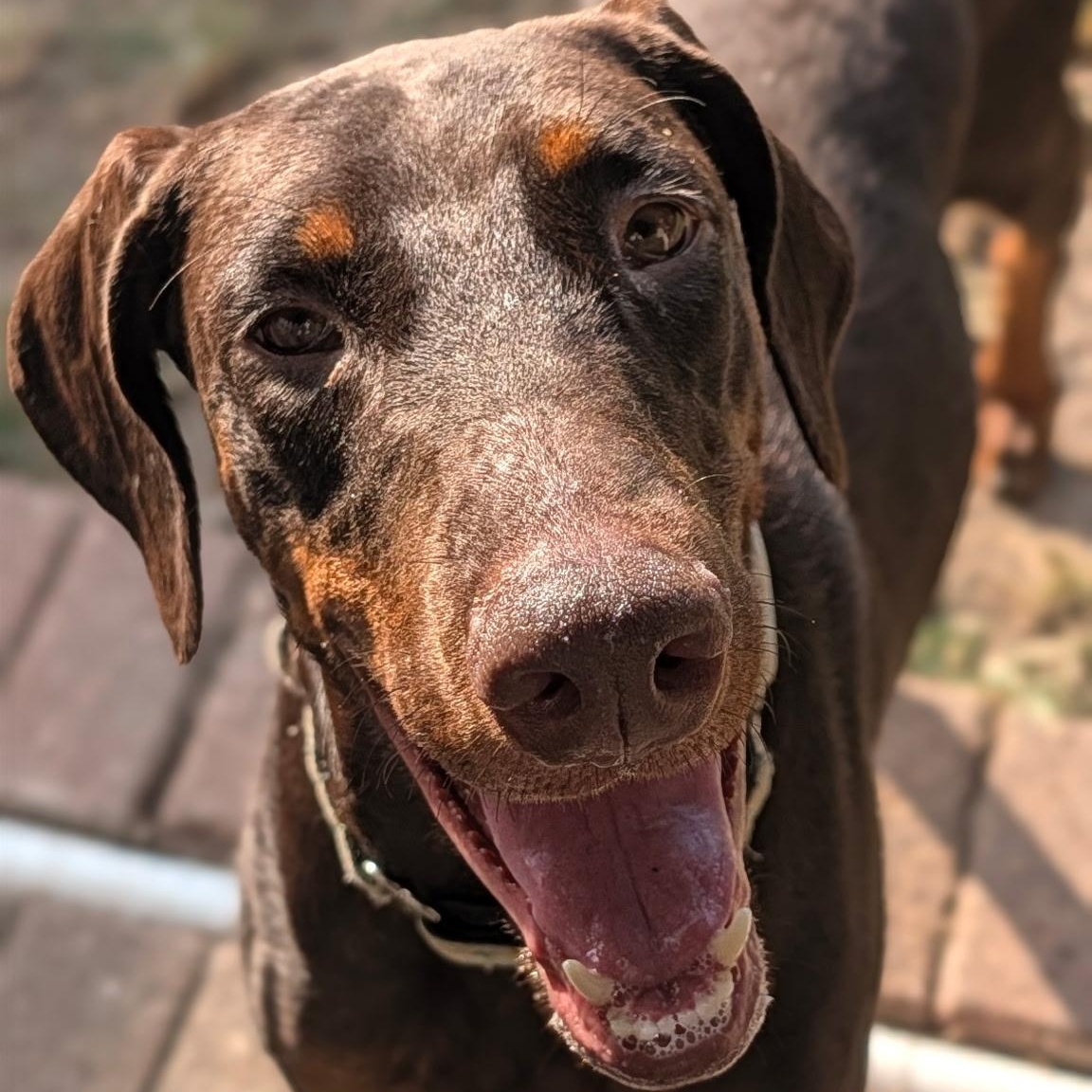 Enlarge Asha, a Adoptable Doberman Pinscher in Harahan, LA image 4/4