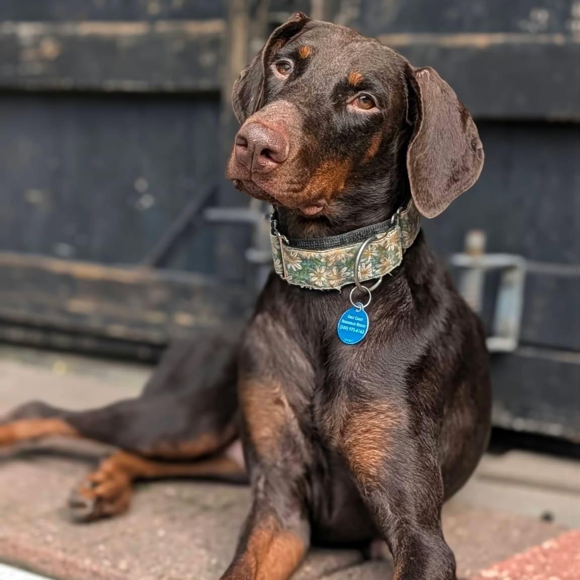 Enlarge Asha, a Adoptable Doberman Pinscher in Harahan, LA image 3/4