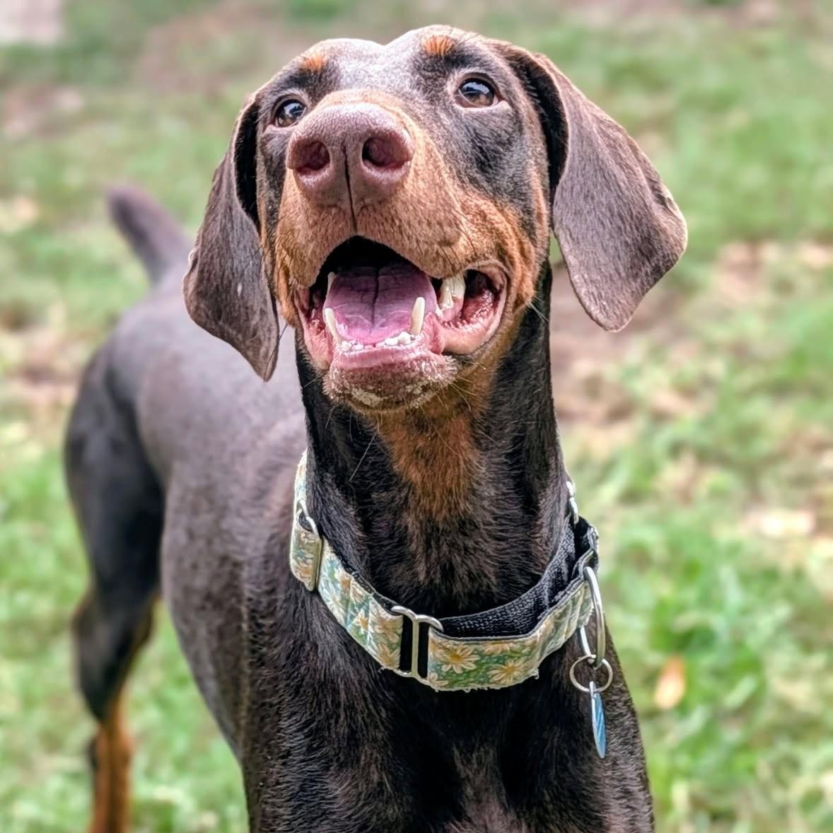 Enlarge Asha, a Adoptable Doberman Pinscher in Harahan, LA image 2/4