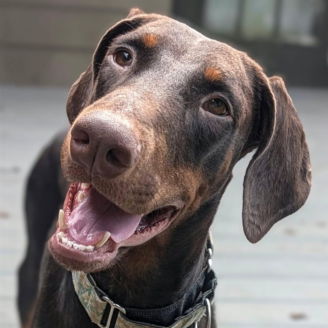 Enlarge Asha, a Adoptable Doberman Pinscher in Harahan, LA image 1/4