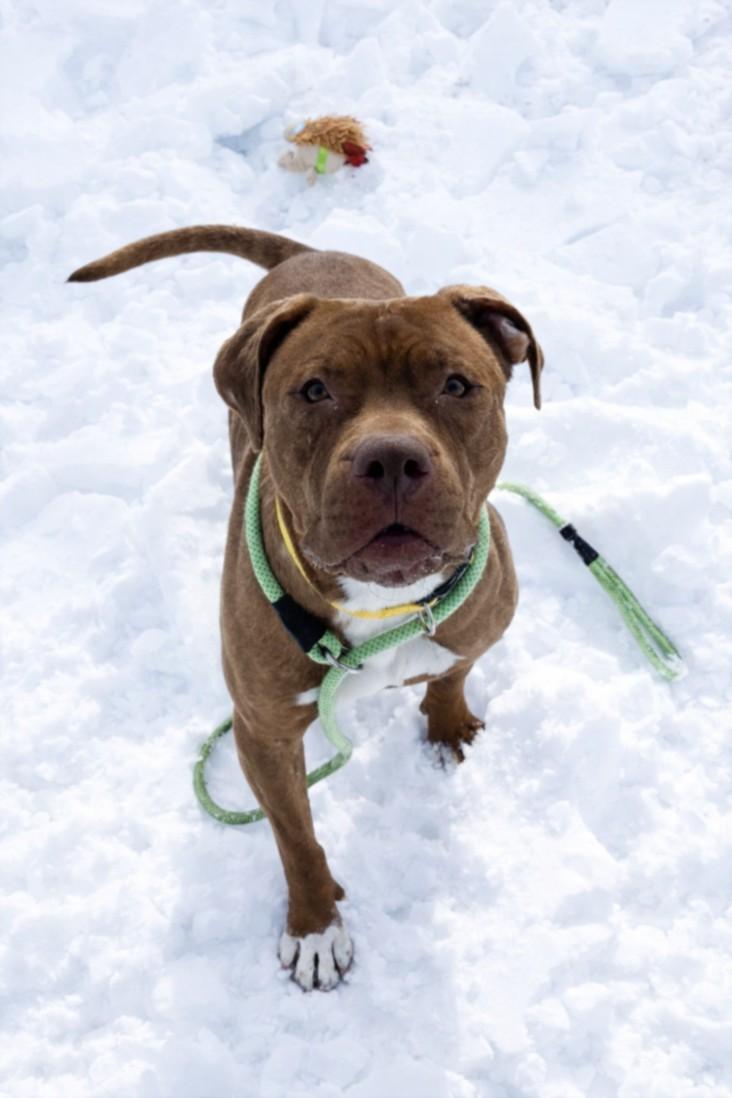 CHORIZO, Adoptable, Adult Female Pit Bull Terrier.