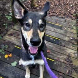 Saneli (ID 52614), a Adoptable mixed breed in Manassas, VA image 2/3
