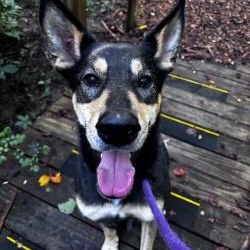 Saneli (ID 52614), a Adoptable mixed breed in Manassas, VA image 1/3