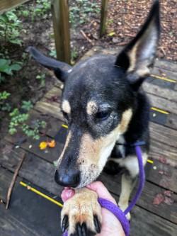 Saneli (ID 52614), a Adoptable mixed breed in Manassas, VA image 3/3