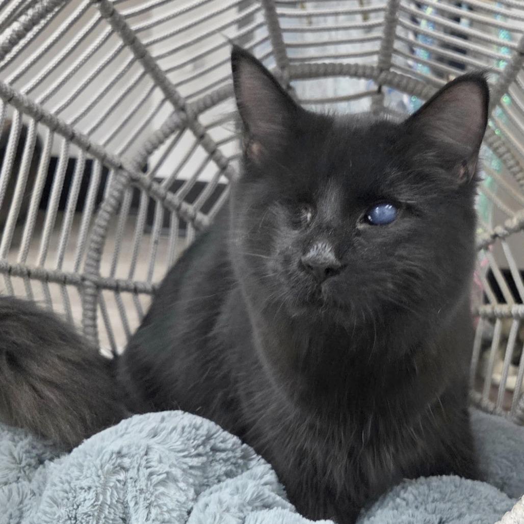 Enlarge Hershey, a Adoptable Domestic Short Hair in Pleasant Hill, CA image 1/6