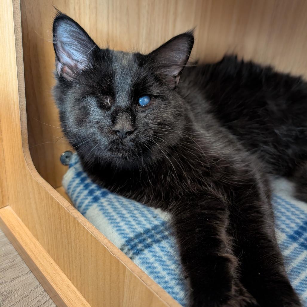 Hershey, Adoptable, Young Female Domestic Short Hair.