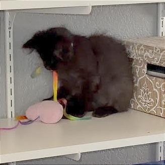 Enlarge Hershey, a Adoptable Domestic Short Hair in Pleasant Hill, CA image 2/6